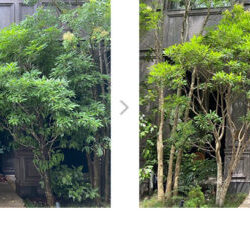 庭木の剪定時期はいつがベスト？  初心者向け剪定ガイド