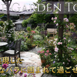 ＼本日19時🌹最新動画公開／